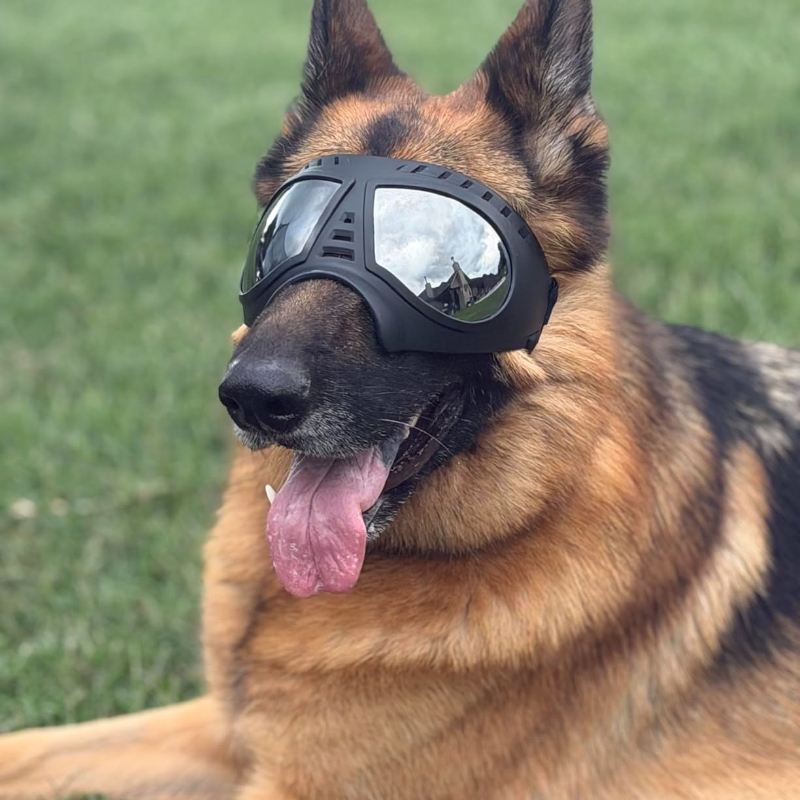 Pet Glasses for medium large-s - مراجعة Sunglass Retainer Cord وسعره